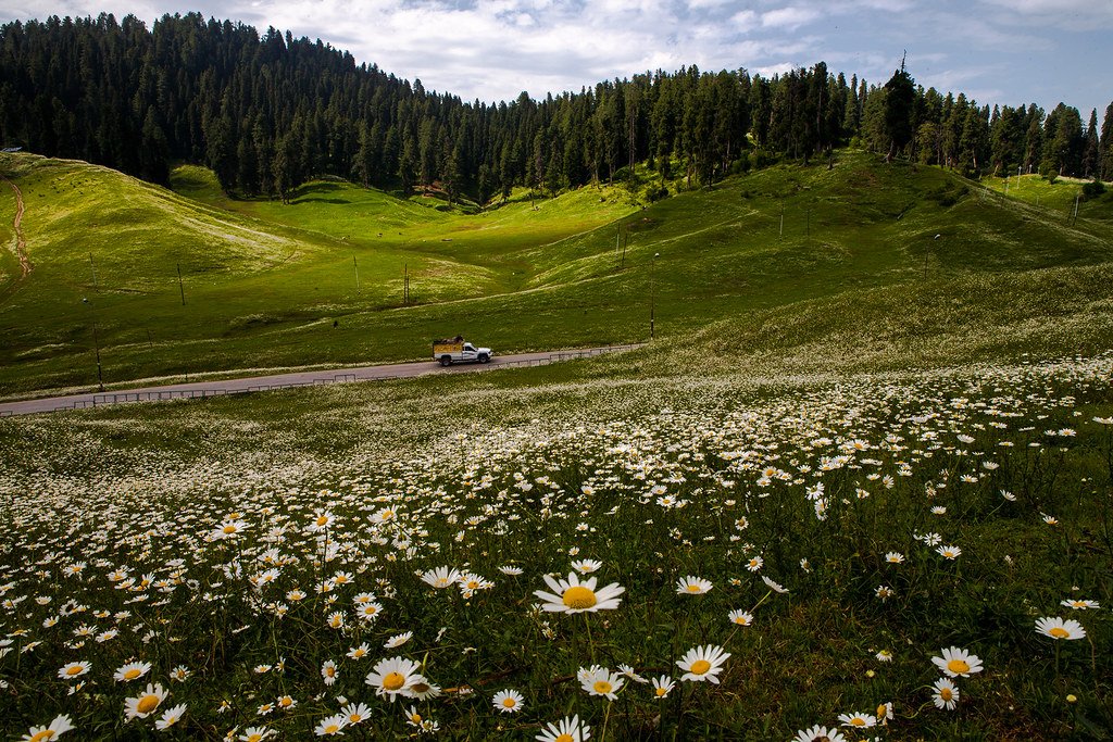 Gulmarg blooms, Kashmir, India