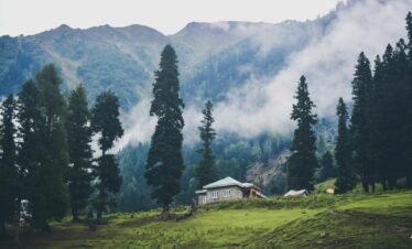 House Surrounded By Trees