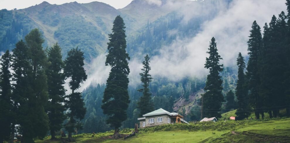 House Surrounded By Trees